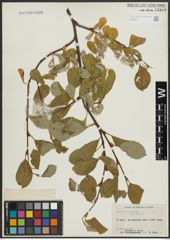 Foto von Salix arctica Pall.